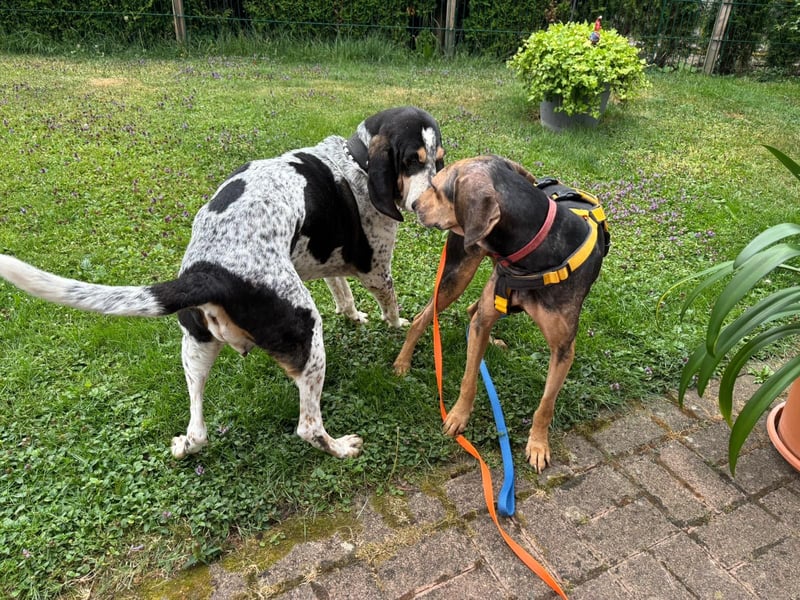 Jo:  Traumhund für Segugio-Freunde