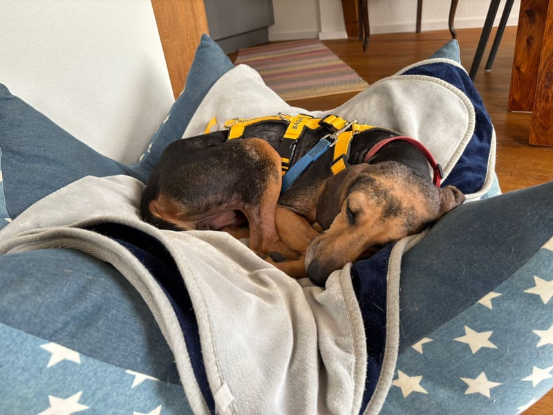 Jo:  Traumhund für Segugio-Freunde