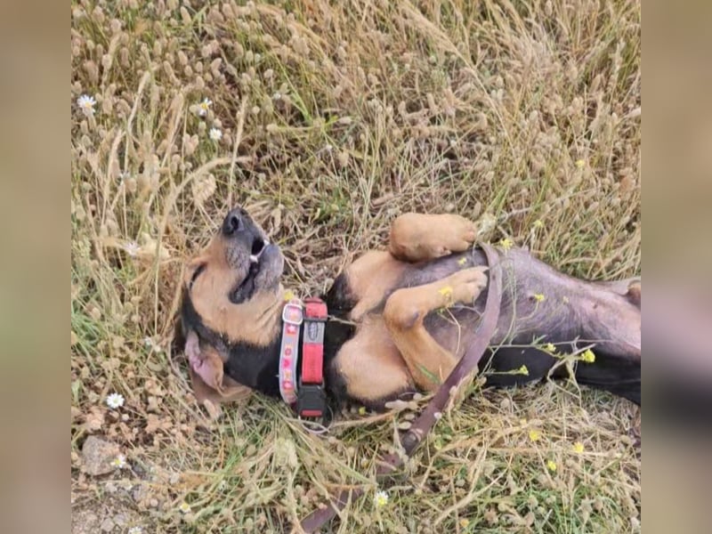 Jo:  Traumhund für Segugio-Freunde