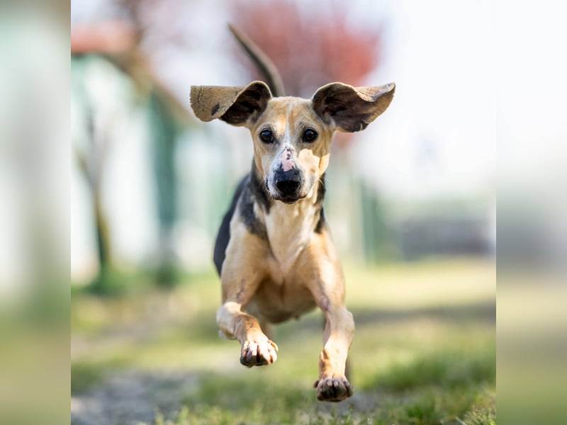 Ringo