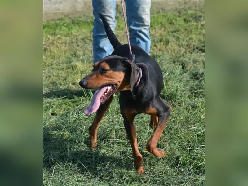 NOTFALL - „Lena“, hält den Stress im Tierheim nicht aus. Ca. 2022 geb. Weint ganz doll im Zwinger