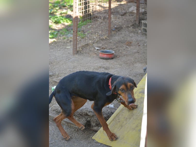 NOTFALL - „Lena“, hält den Stress im Tierheim nicht aus. Ca. 2022 geb. Weint ganz doll im Zwinger