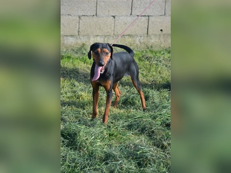 NOTFALL - „Lena“, hält den Stress im Tierheim nicht aus. Ca. 2022 geb. Weint ganz doll im Zwinger