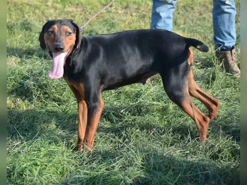 NOTFALL - „Lena“, hält den Stress im Tierheim nicht aus. Ca. 2022 geb. Weint ganz doll im Zwinger