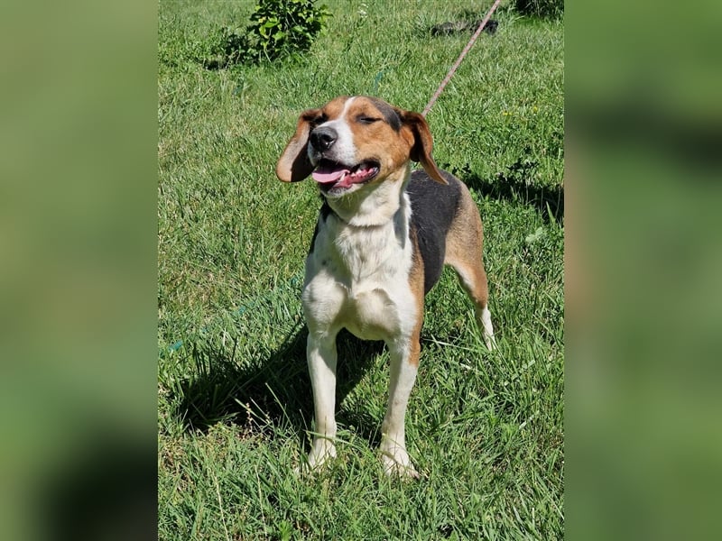„Sara“, Aktive, temperamentvolle und menschenbezogene Hündin, ideal für sportliche Aktivitäten
