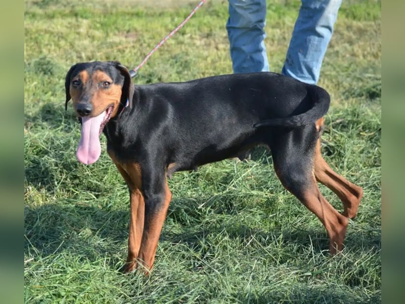 NOTFALL - „Lena“, hält den Stress im Tierheim nicht aus. Ca. 2022 geb. Weint ganz doll im Zwinger