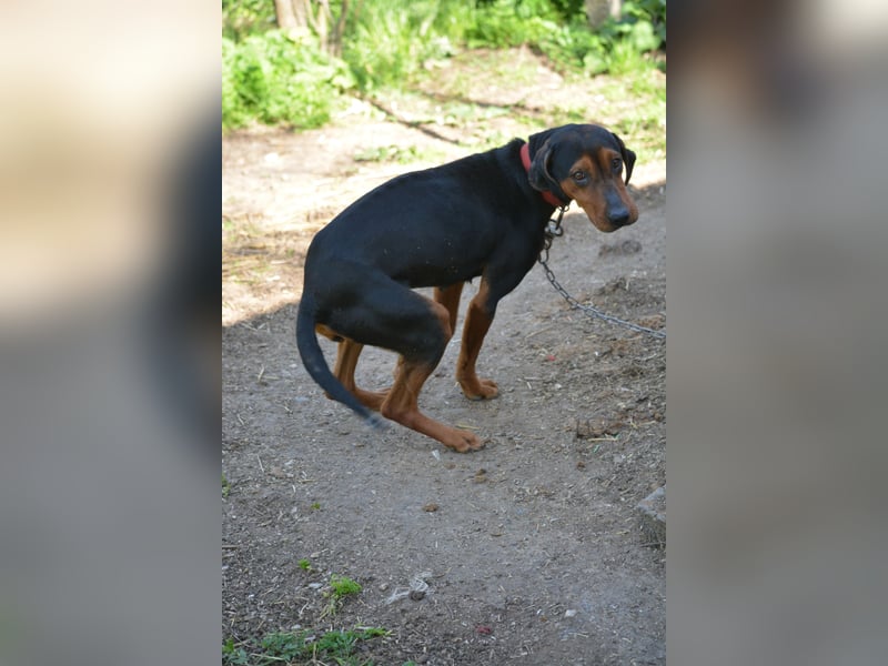NOTFALL - „Lena“, hält den Stress im Tierheim nicht aus. Ca. 2022 geb. Weint ganz doll im Zwinger