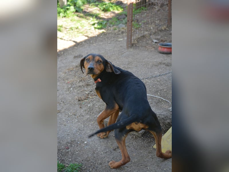 NOTFALL - „Lena“, hält den Stress im Tierheim nicht aus. Ca. 2022 geb. Weint ganz doll im Zwinger