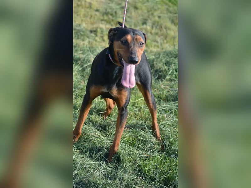 NOTFALL - „Lena“, hält den Stress im Tierheim nicht aus. Ca. 2022 geb. Weint ganz doll im Zwinger