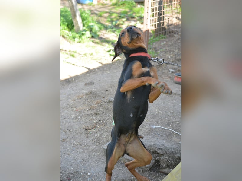 NOTFALL - „Lena“, hält den Stress im Tierheim nicht aus. Ca. 2022 geb. Weint ganz doll im Zwinger