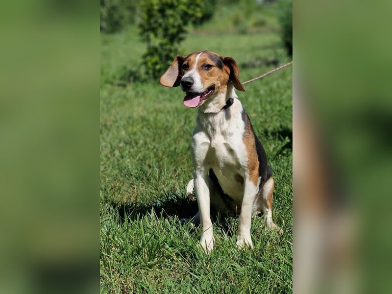 „Sara“, Aktive, temperamentvolle und menschenbezogene Hündin, ideal für sportliche Aktivitäten