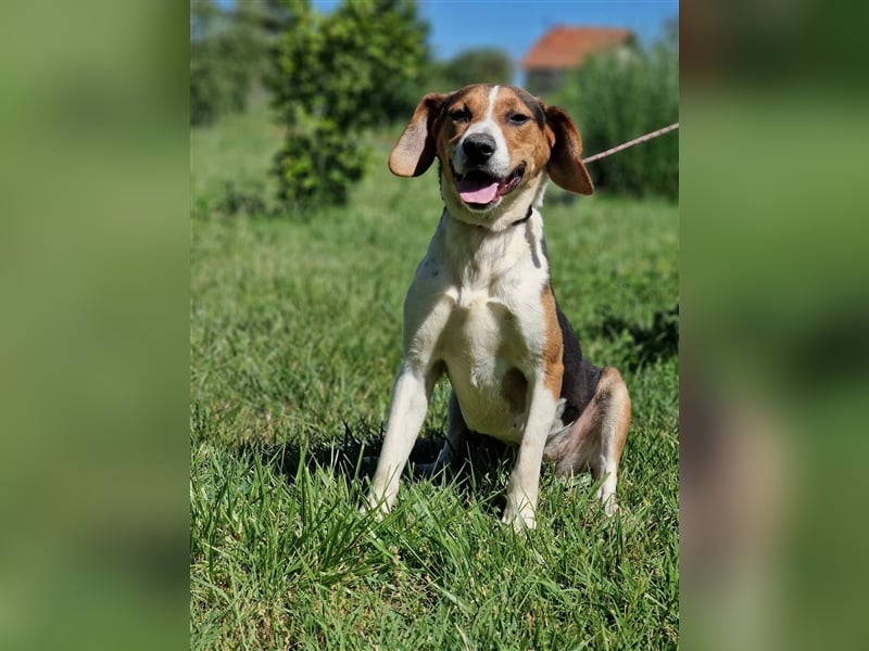 „Sara“, Aktive, temperamentvolle und menschenbezogene Hündin, ideal für sportliche Aktivitäten