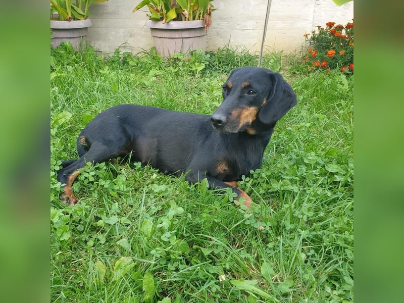 Leni - verspieltes, lernbegieriges Bracken-Traummädchen auf PS in D