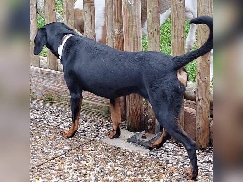 Leni - verspieltes, lernbegieriges Bracken-Traummädchen auf PS in D