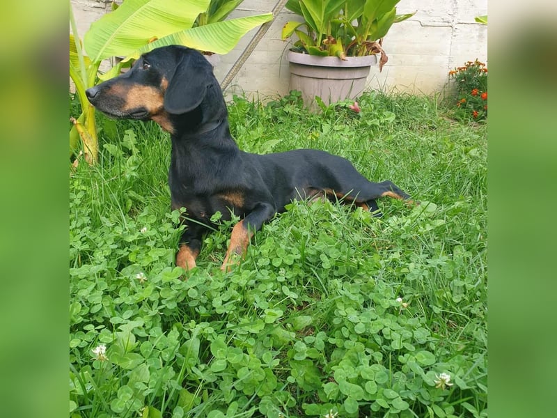 Leni - verspieltes, lernbegieriges Bracken-Traummädchen auf PS in D