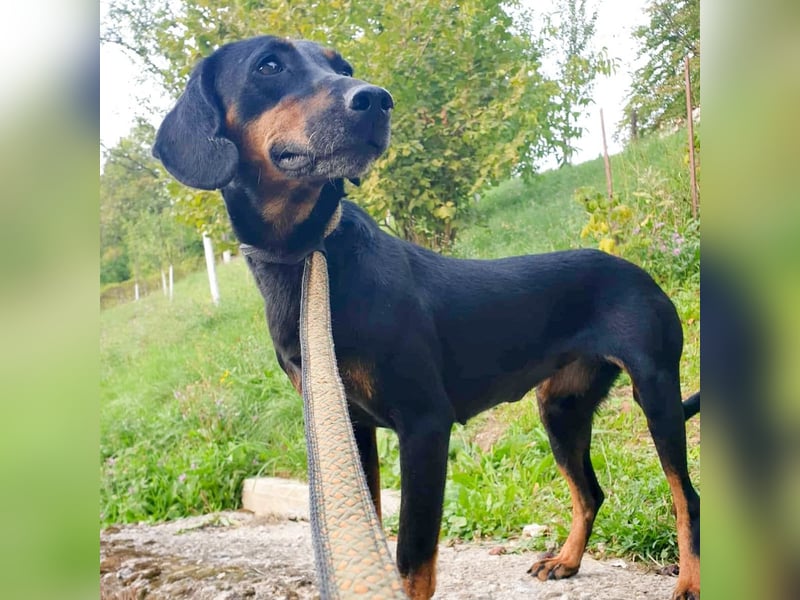 Leni - verspieltes, lernbegieriges Bracken-Traummädchen auf PS in D