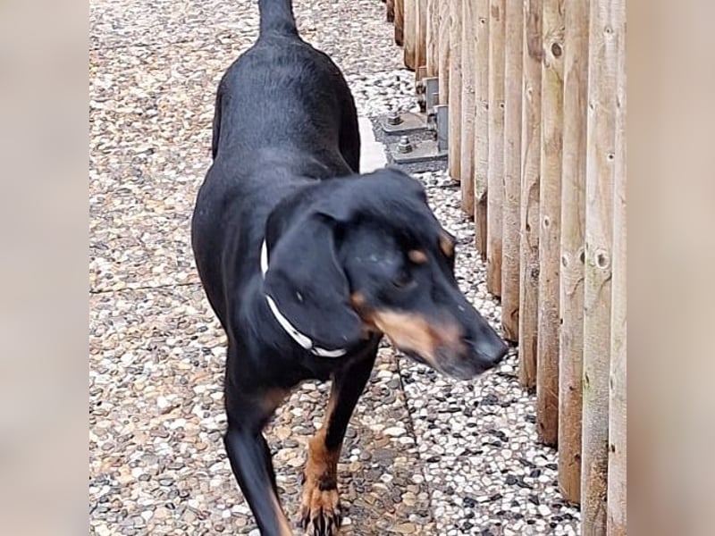 Leni - verspieltes, lernbegieriges Bracken-Traummädchen auf PS in D