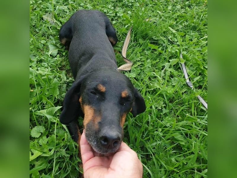 Leni - verspieltes, lernbegieriges Bracken-Traummädchen auf PS in D