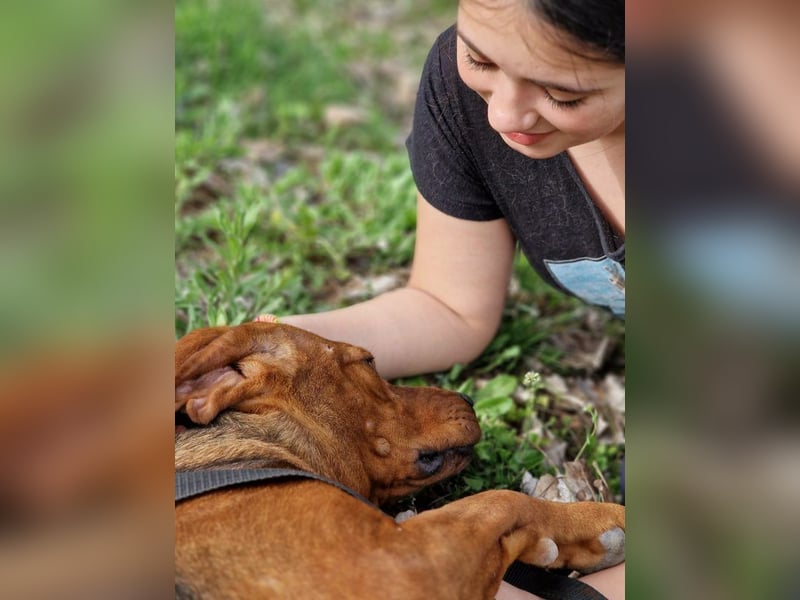 Liebe und verschmuste Hündin „Selma“, Bracken-Laufhund Mischling, ca. 2020 geboren, sucht dringend.