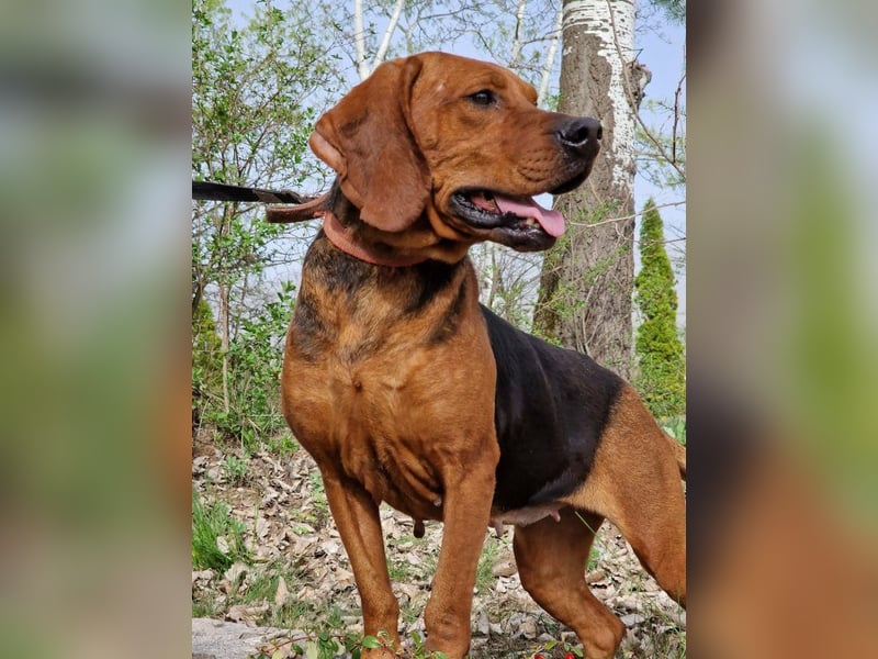 Liebe und verschmuste Hündin „Selma“, Bracken-Laufhund Mischling, ca. 2020 geboren, sucht dringend.