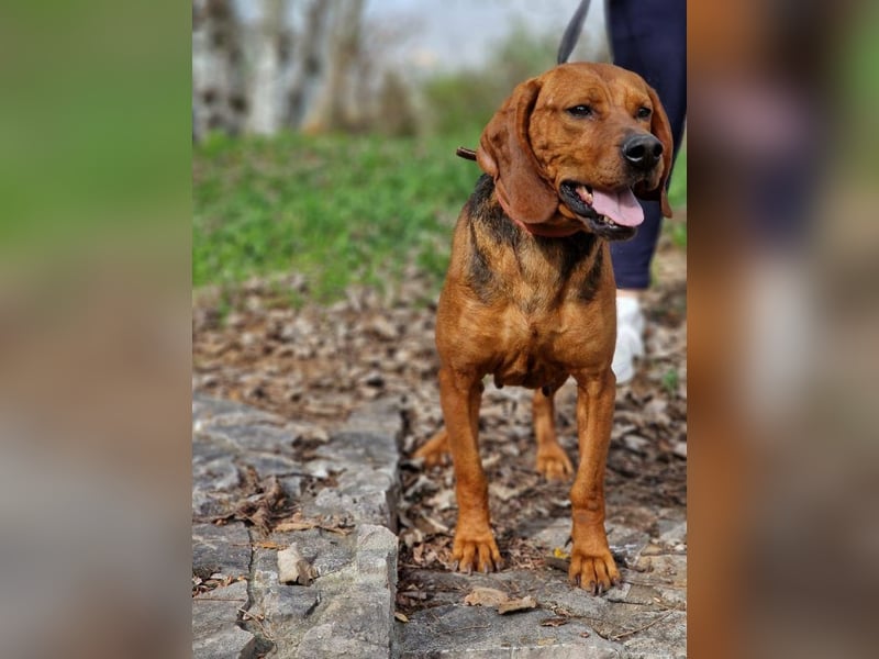 Liebe und verschmuste Hündin „Selma“, Bracken-Laufhund Mischling, ca. 2020 geboren, sucht dringend.