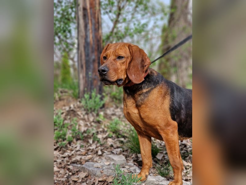 Liebe und verschmuste Hündin „Selma“, Bracken-Laufhund Mischling, ca. 2020 geboren, sucht dringend.