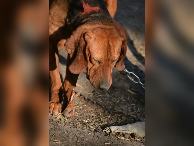 Liebe und verschmuste Hündin „Selma“, Bracken-Laufhund Mischling, ca. 2020 geboren, sucht dringend.
