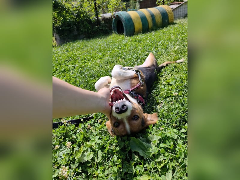 Finn - ein fröhlicher Schatz auf der Suche nach seinem Zuhause