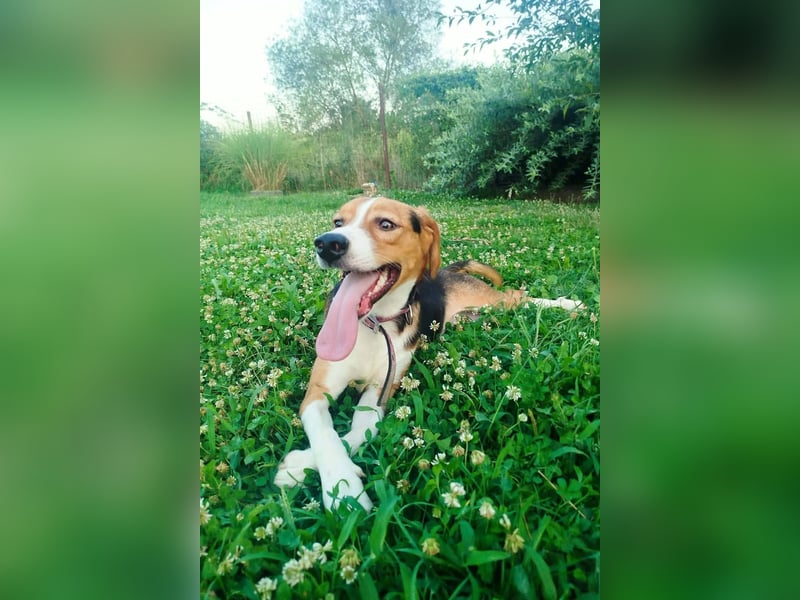 Finn - ein fröhlicher Schatz auf der Suche nach seinem Zuhause