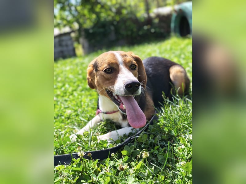 Finn - ein fröhlicher Schatz auf der Suche nach seinem Zuhause