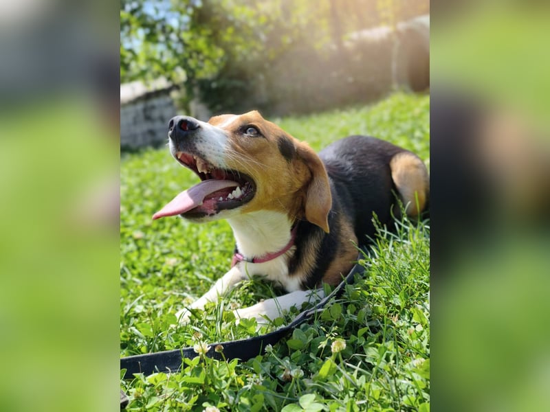 Finn - ein fröhlicher Schatz auf der Suche nach seinem Zuhause