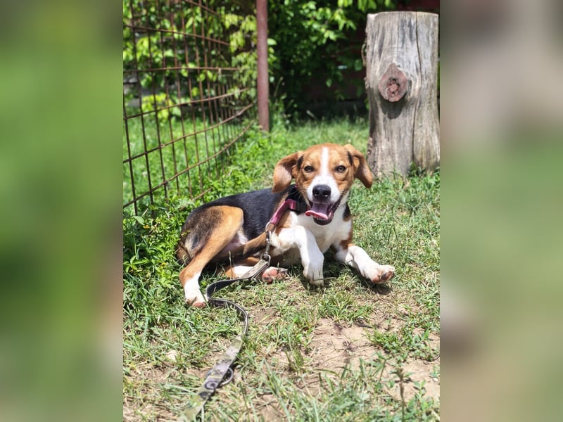 Finn - ein fröhlicher Schatz auf der Suche nach seinem Zuhause