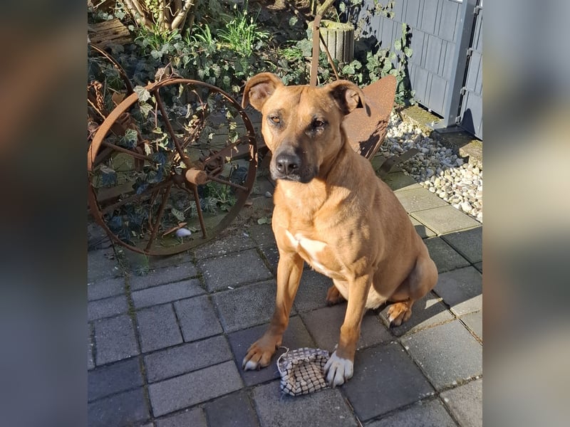 Sanfter Riese sucht sein Zuhause