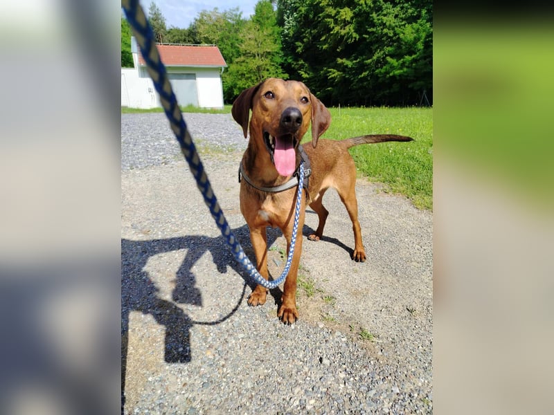 hübscher Bracken Mischling Leon sucht eine Familie