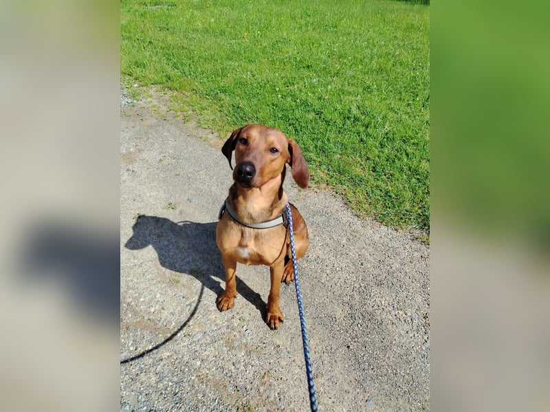 hübscher Bracken Mischling Leon sucht eine Familie