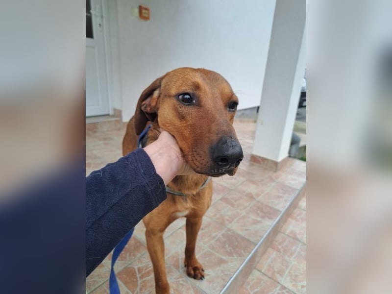 hübscher Bracken Mischling Leon sucht eine Familie