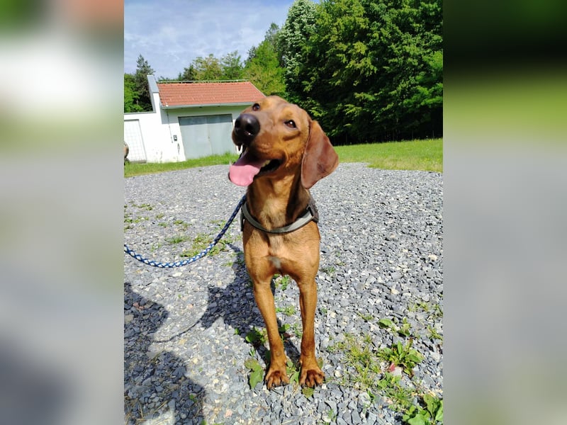 hübscher Bracken Mischling Leon sucht eine Familie
