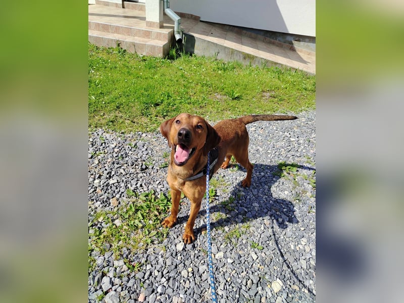 hübscher Bracken Mischling Leon sucht eine Familie