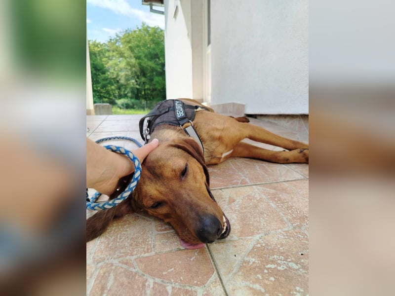 hübscher Bracken Mischling Leon sucht eine Familie