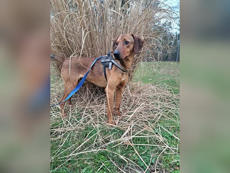 hübscher Bracken Mischling Leon sucht eine Familie