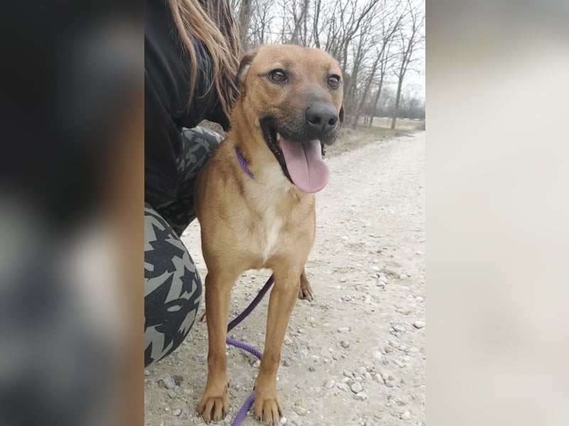 Joliee ein Menschen liebendes aktives Wesen