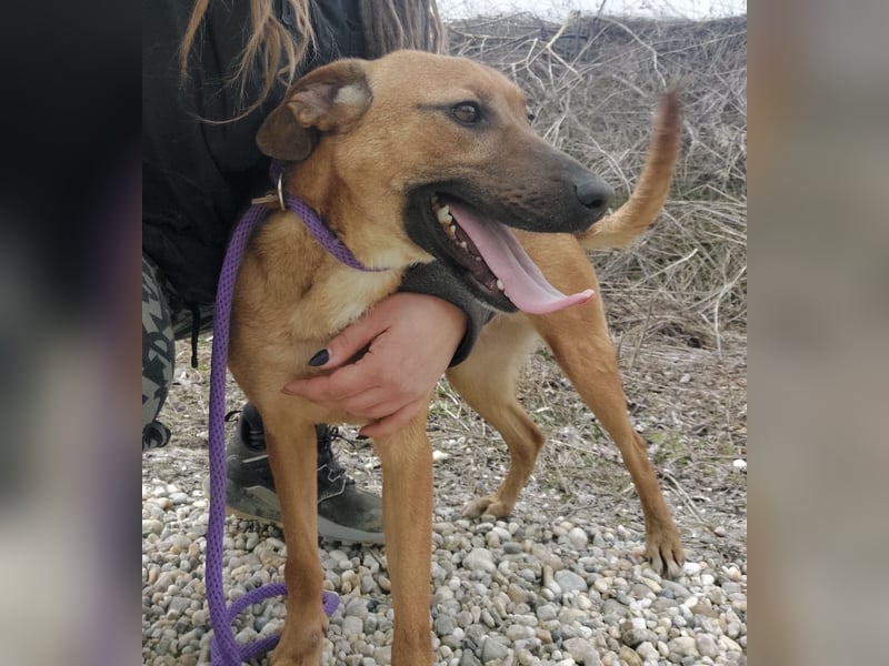 Joliee ein Menschen liebendes aktives Wesen