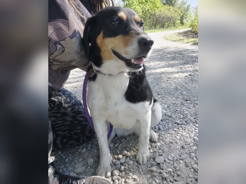Millie eine sanfte Seele