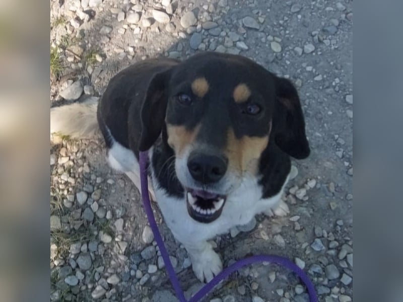 Millie eine sanfte Seele