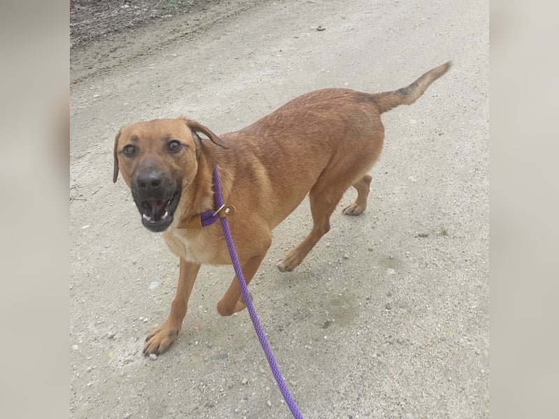 Joliee ein Menschen liebendes aktives Wesen