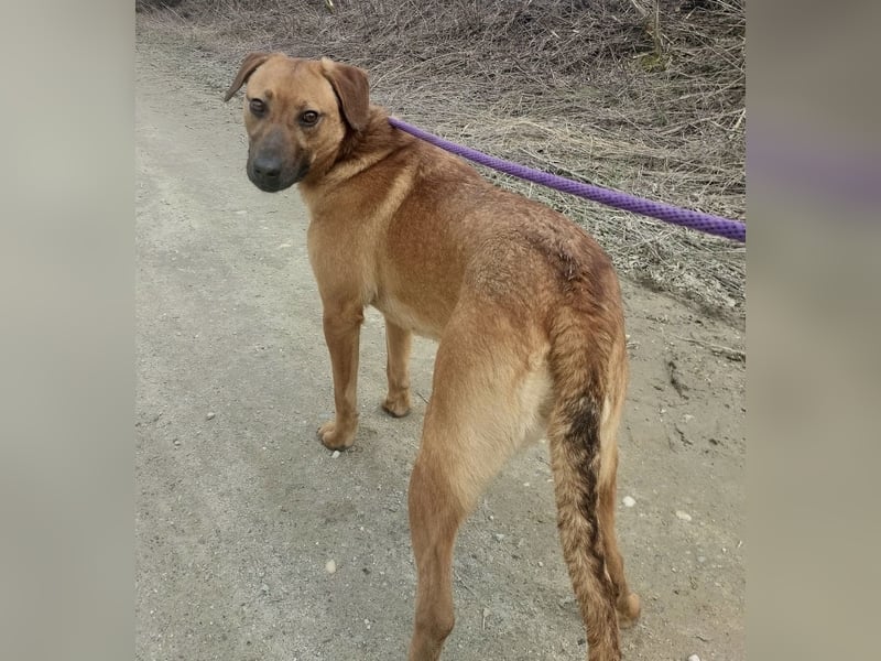 Joliee ein Menschen liebendes aktives Wesen