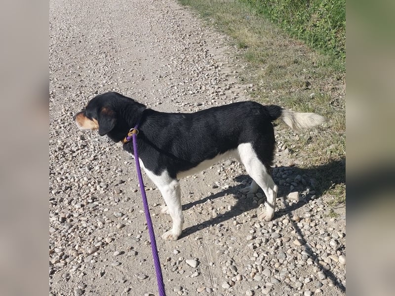 Millie eine sanfte Seele