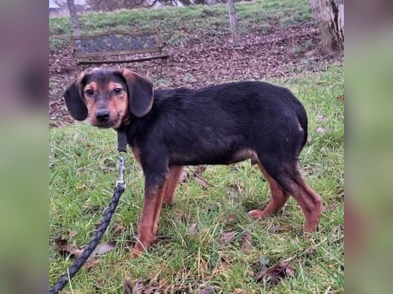 Bond ein sanfter Engel