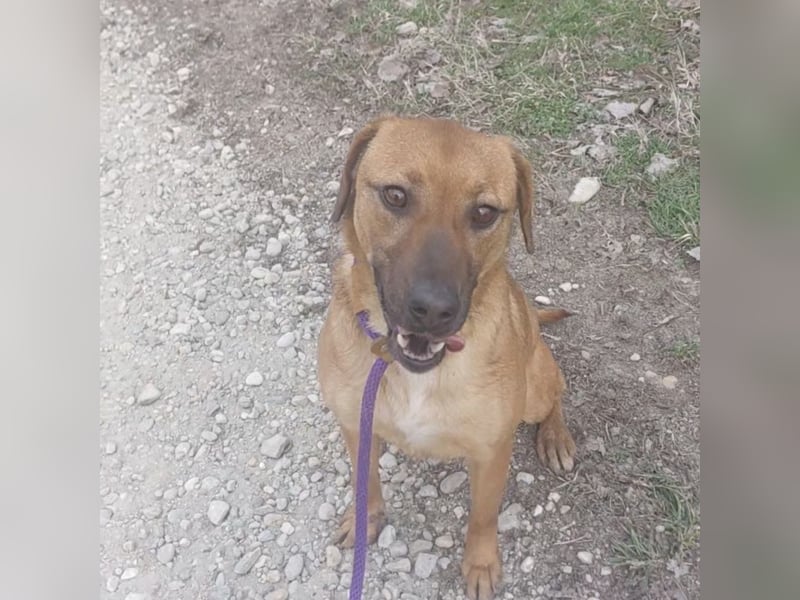 Joliee ein Menschen liebendes aktives Wesen