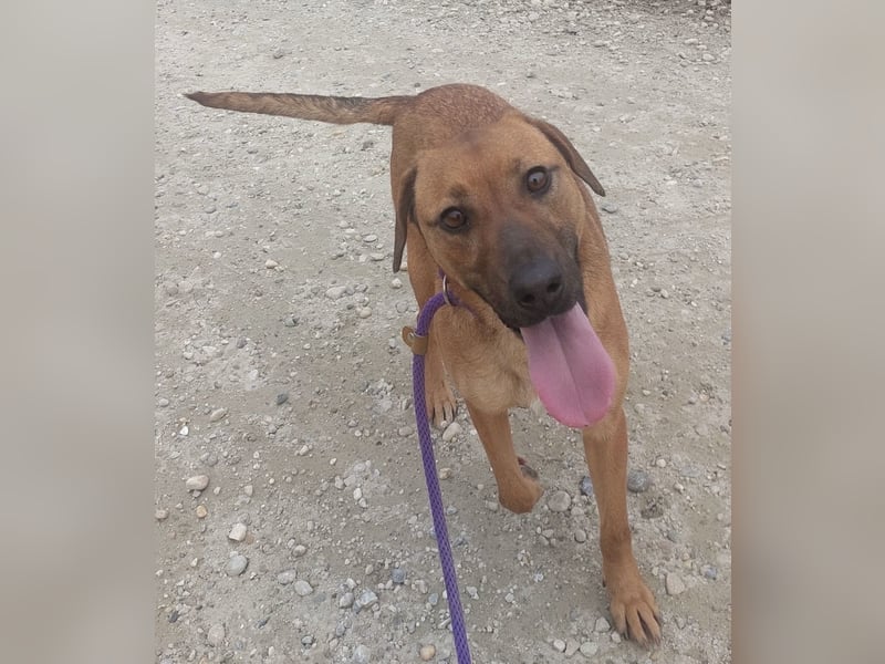 Joliee ein Menschen liebendes aktives Wesen